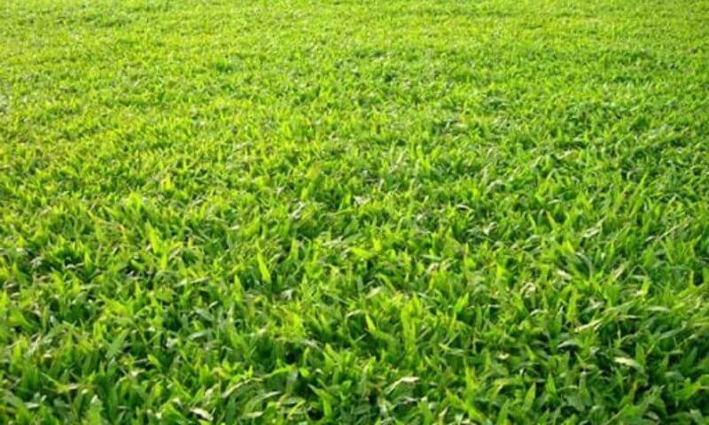 Đặc trưng cơ bản của loại cỏ trồng sân bóng đá