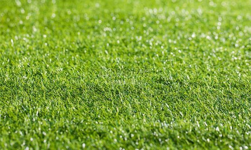 Có những loại cỏ trồng sân bóng đá nào?